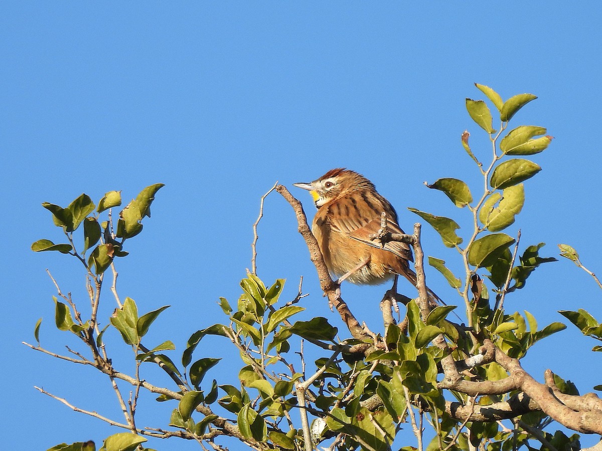 Chotoy Spinetail - ML638046491