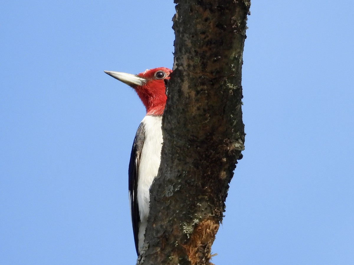 Red-headed Woodpecker - ML638046513