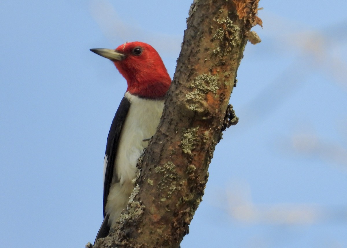Red-headed Woodpecker - ML638046514