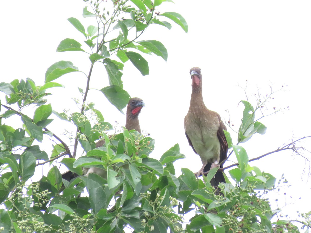 Chestnut-winged Chachalaca - ML638046543