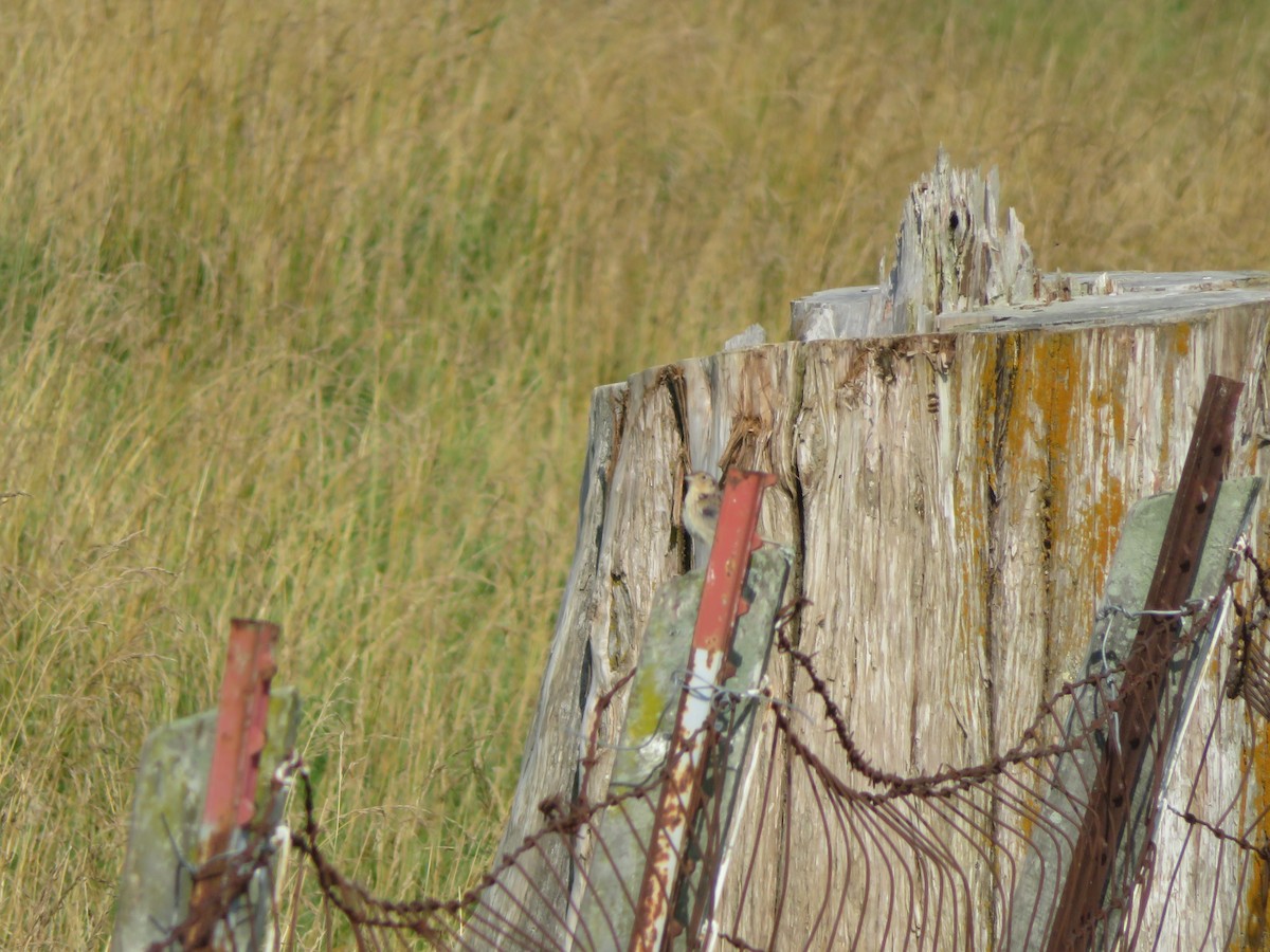 Grasshopper Sparrow - ML638046590