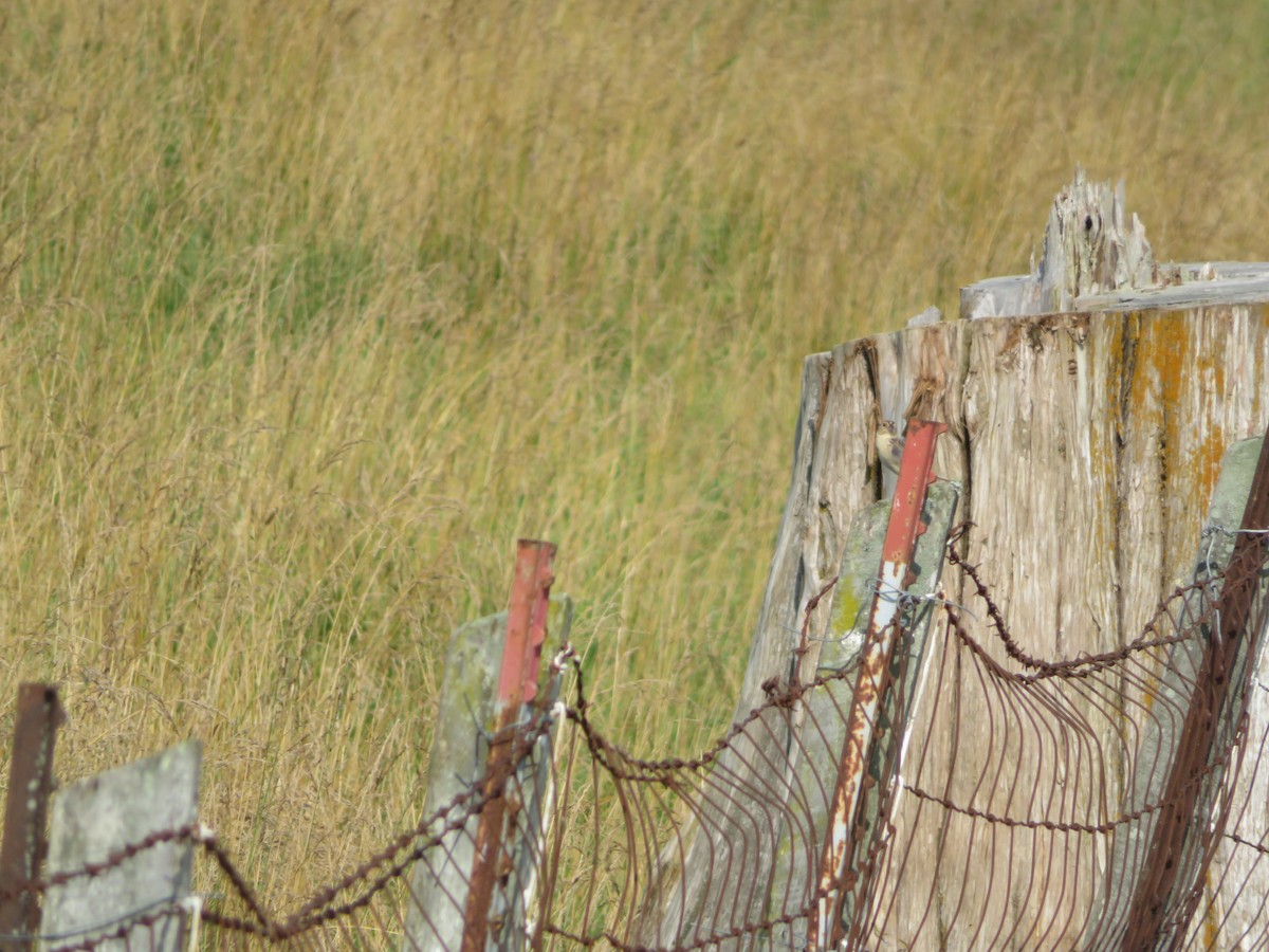 Grasshopper Sparrow - ML638046591