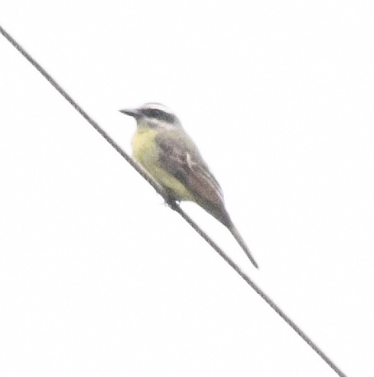 Golden-bellied Flycatcher - ML638046605