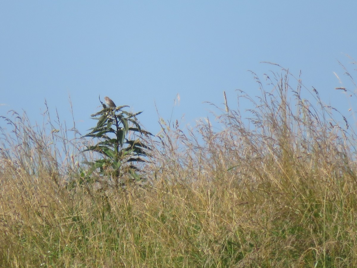 Savannah Sparrow - ML638046606