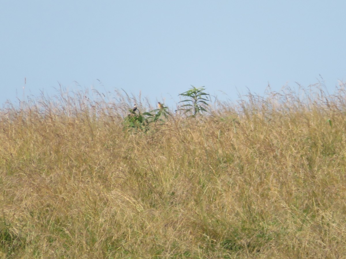 Bobolink - ML638046627