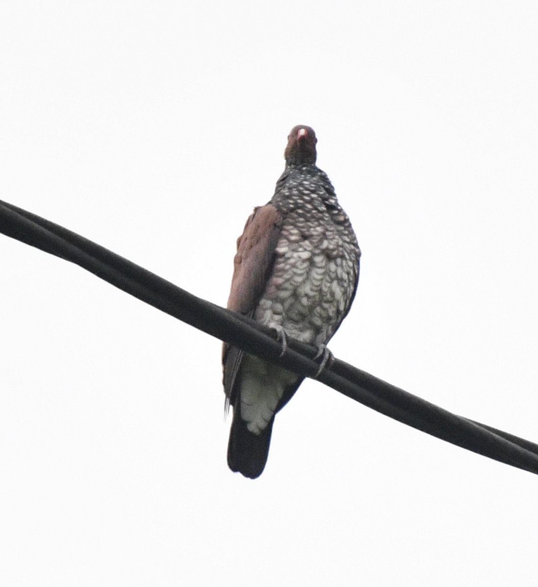 Scaled Pigeon - ML638046687