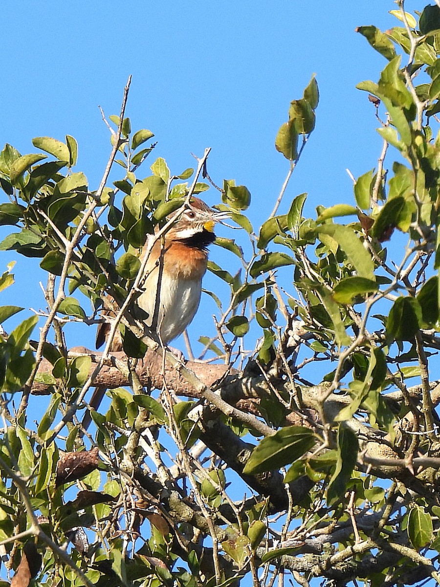 Chotoy Spinetail - ML638046690