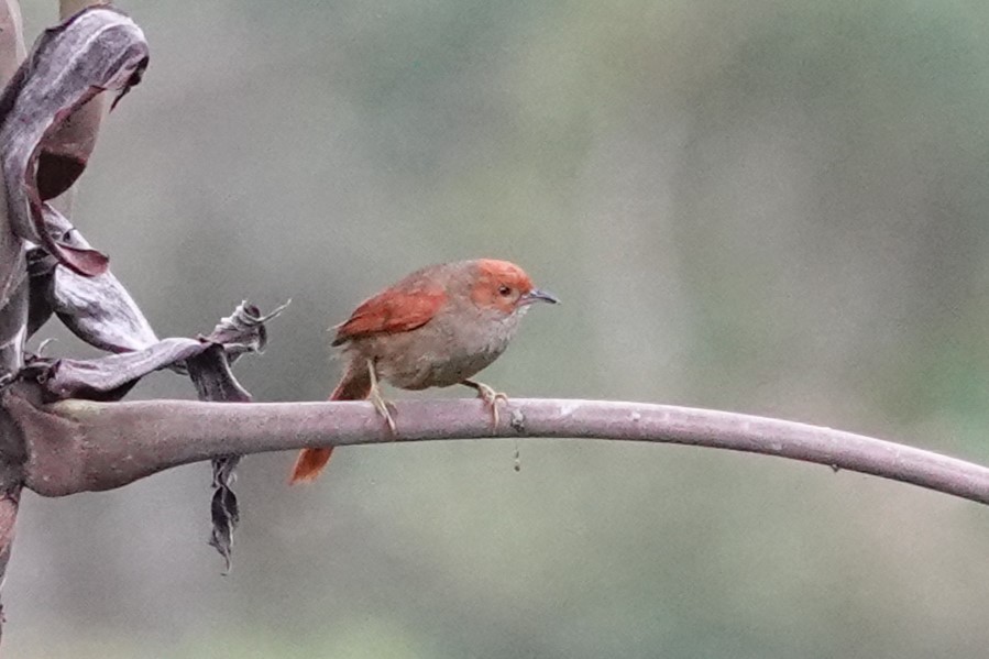 Red-faced Spinetail - ML638046691