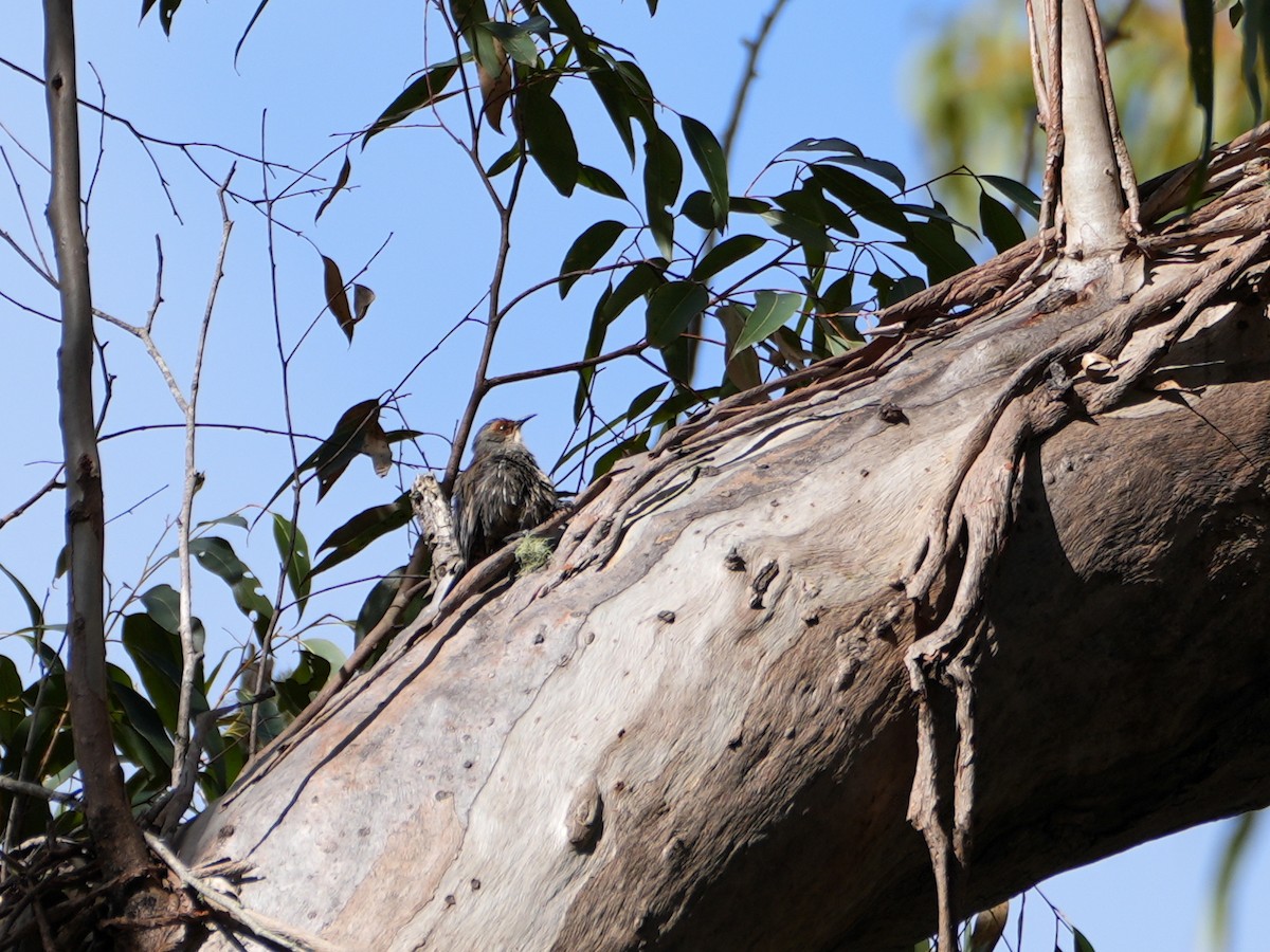 Red-browed Treecreeper - ML638046708