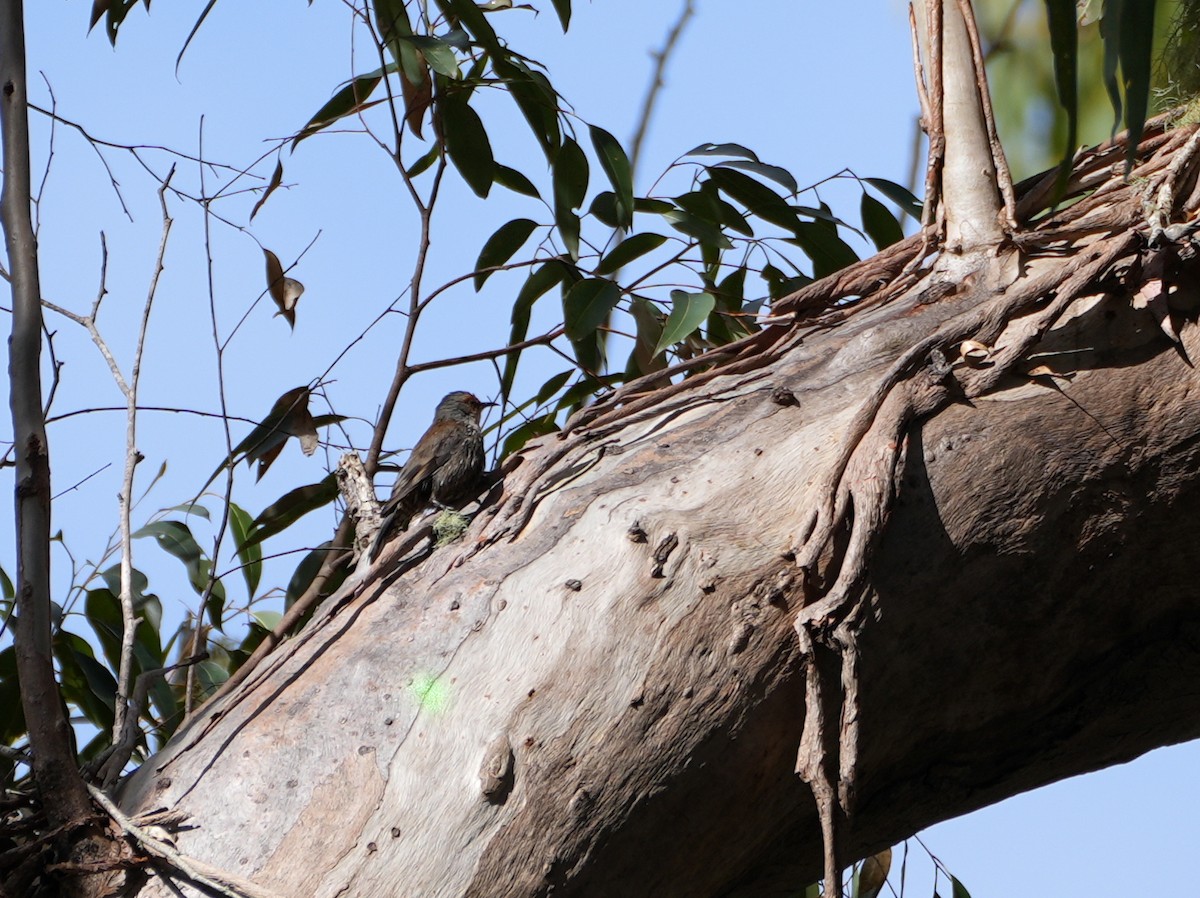 Red-browed Treecreeper - ML638046711