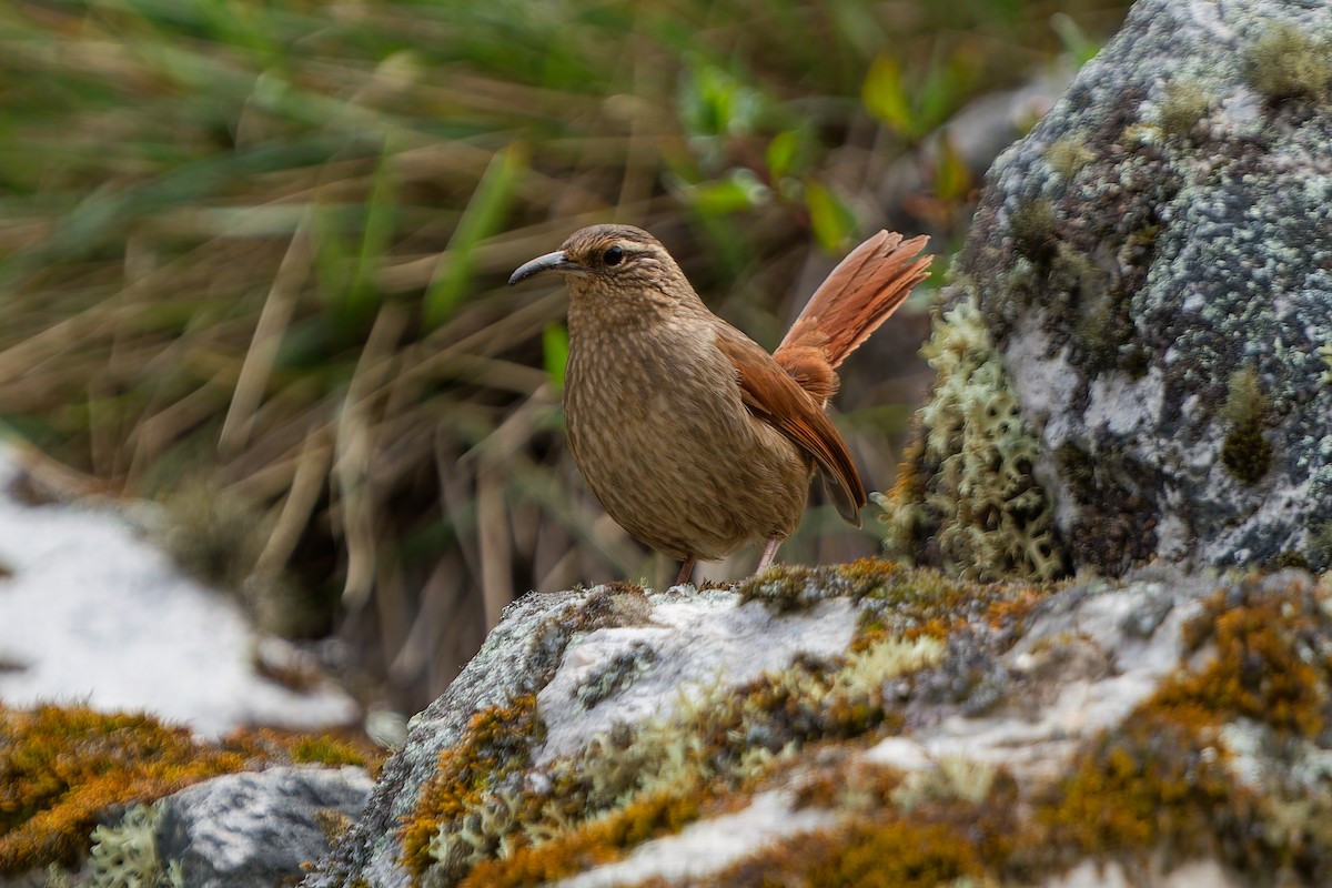 Striated Earthcreeper - ML638046726