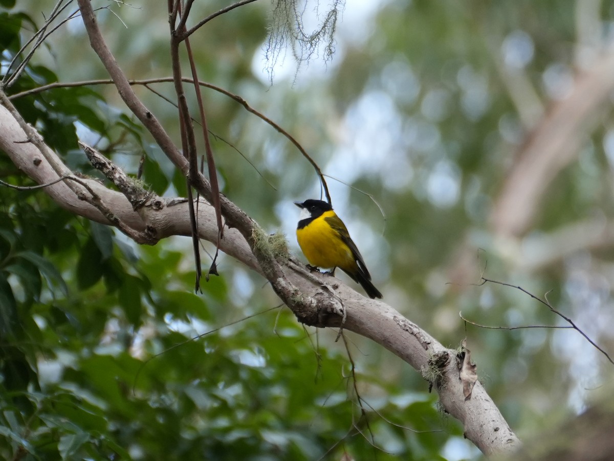 Golden Whistler (Eastern) - ML638046733