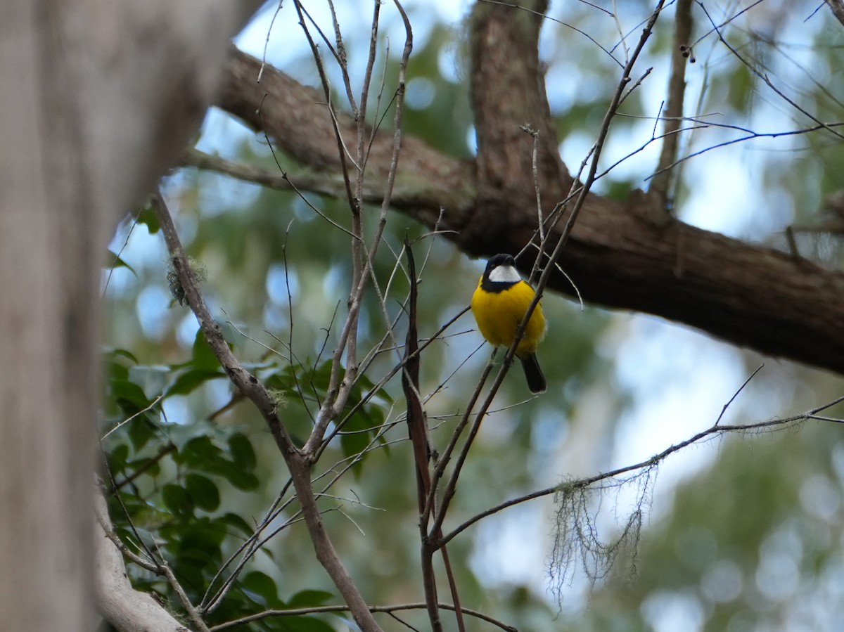 Golden Whistler (Eastern) - ML638046734