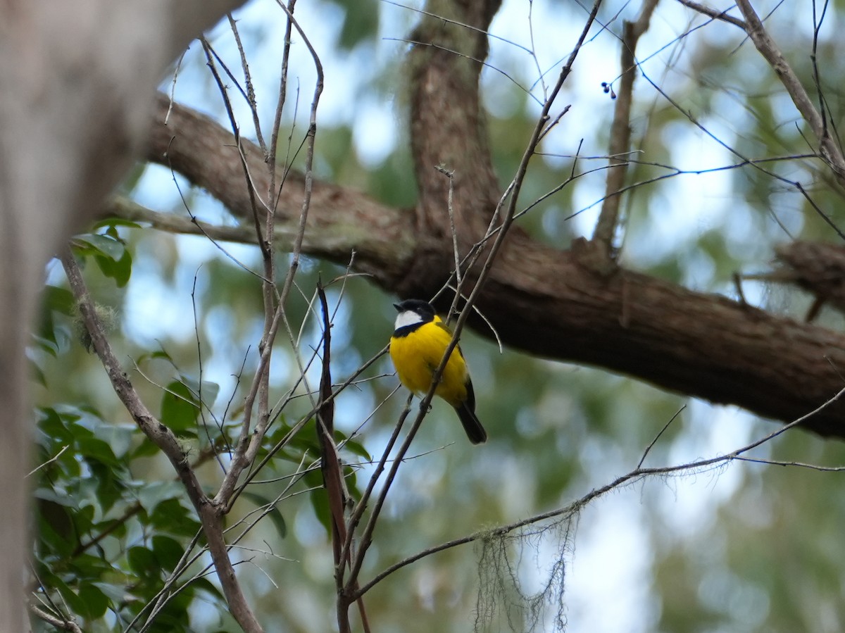 Golden Whistler (Eastern) - ML638046735