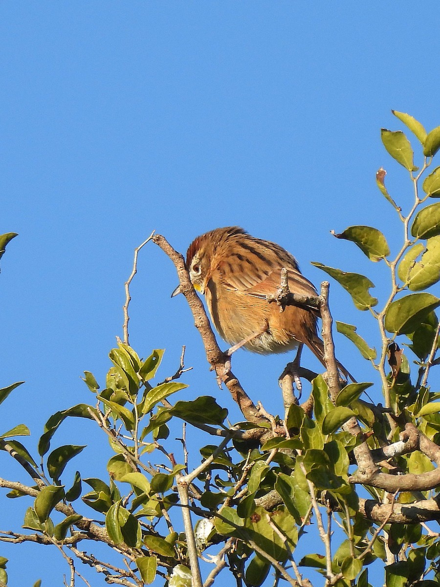 Chotoy Spinetail - ML638046747