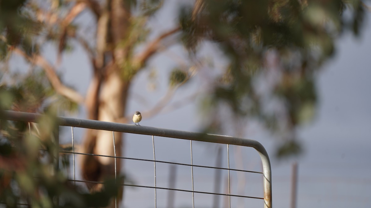 Spotted Pardalote - ML638046778