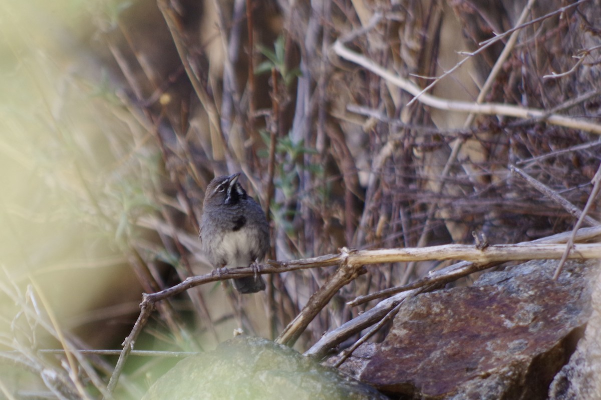 Five-striped Sparrow - ML638046854