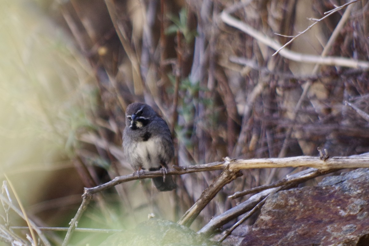 Five-striped Sparrow - ML638046855