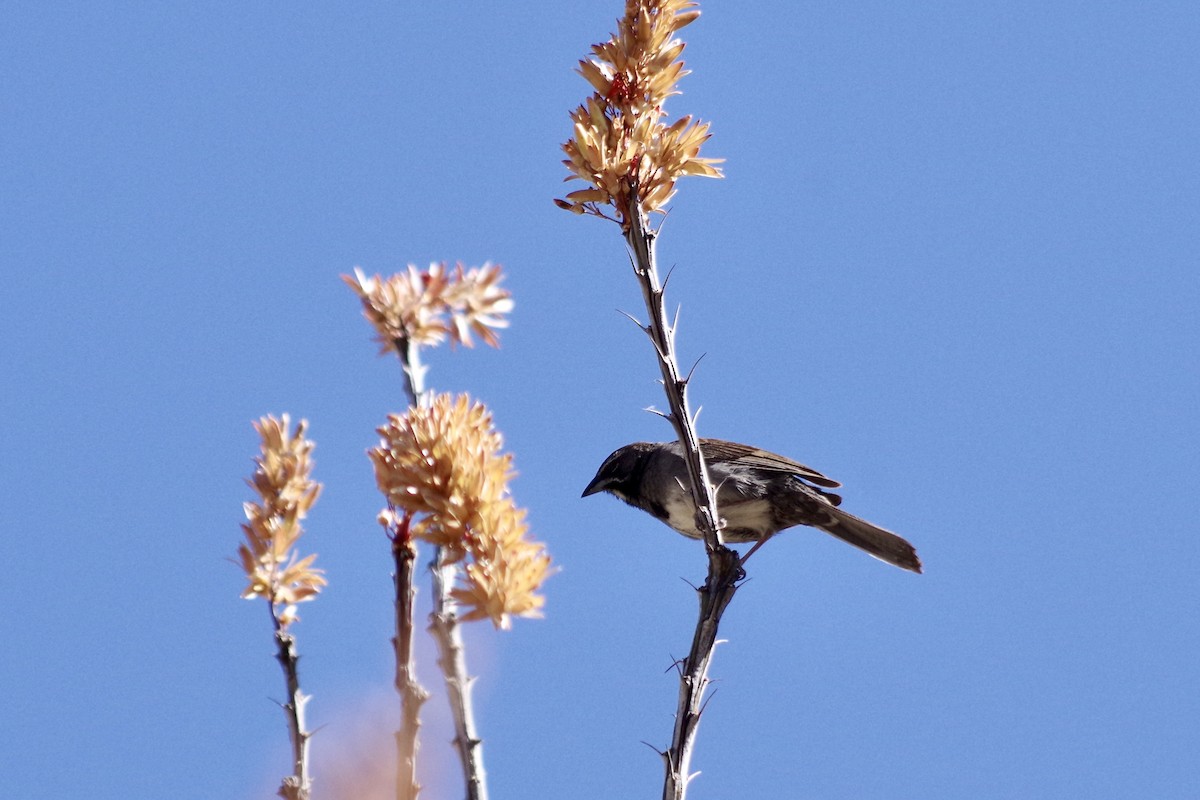 Five-striped Sparrow - ML638046856