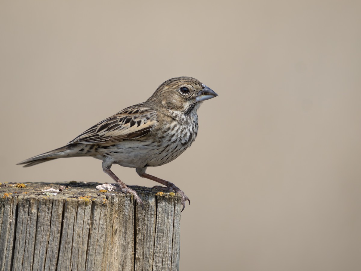 Lark Bunting - ML638046897