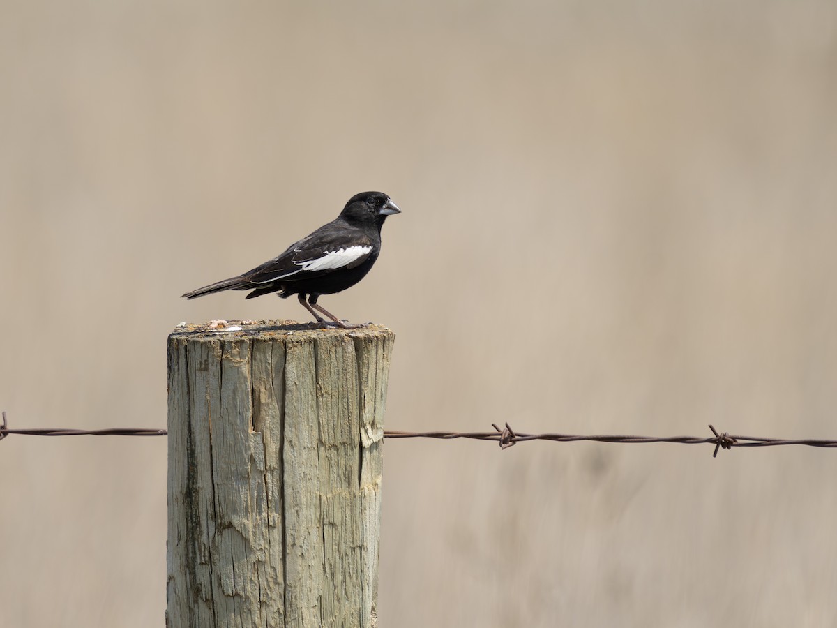 Lark Bunting - ML638046898