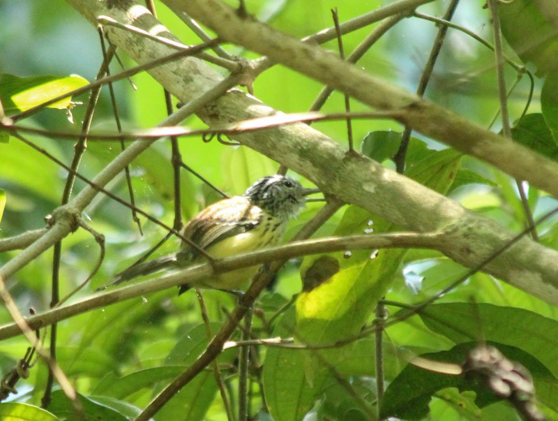 Streak-capped Antwren - ML638046960