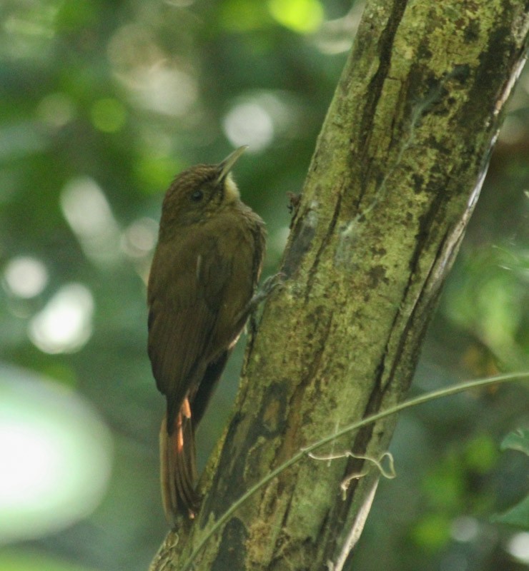 Plain-winged Woodcreeper (Plain-winged) - ML638046972