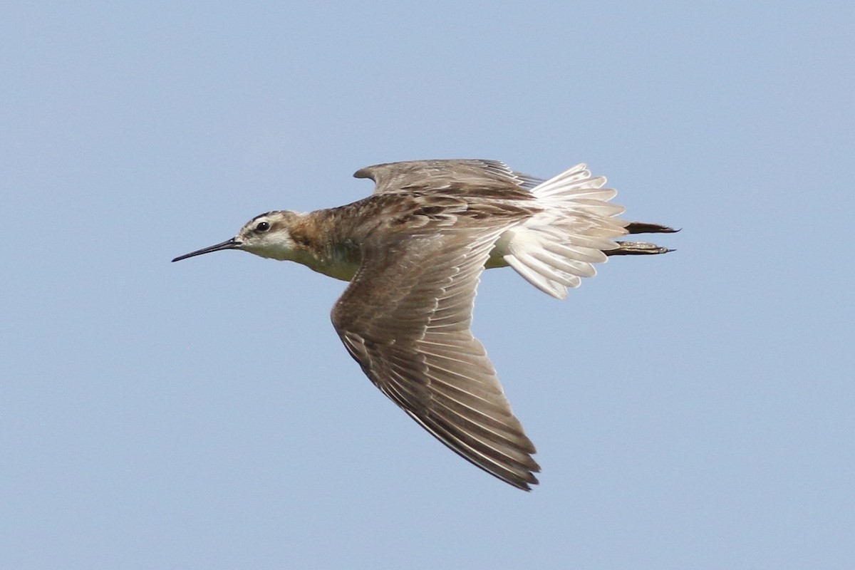 hvithalesvømmesnipe - ML63804701