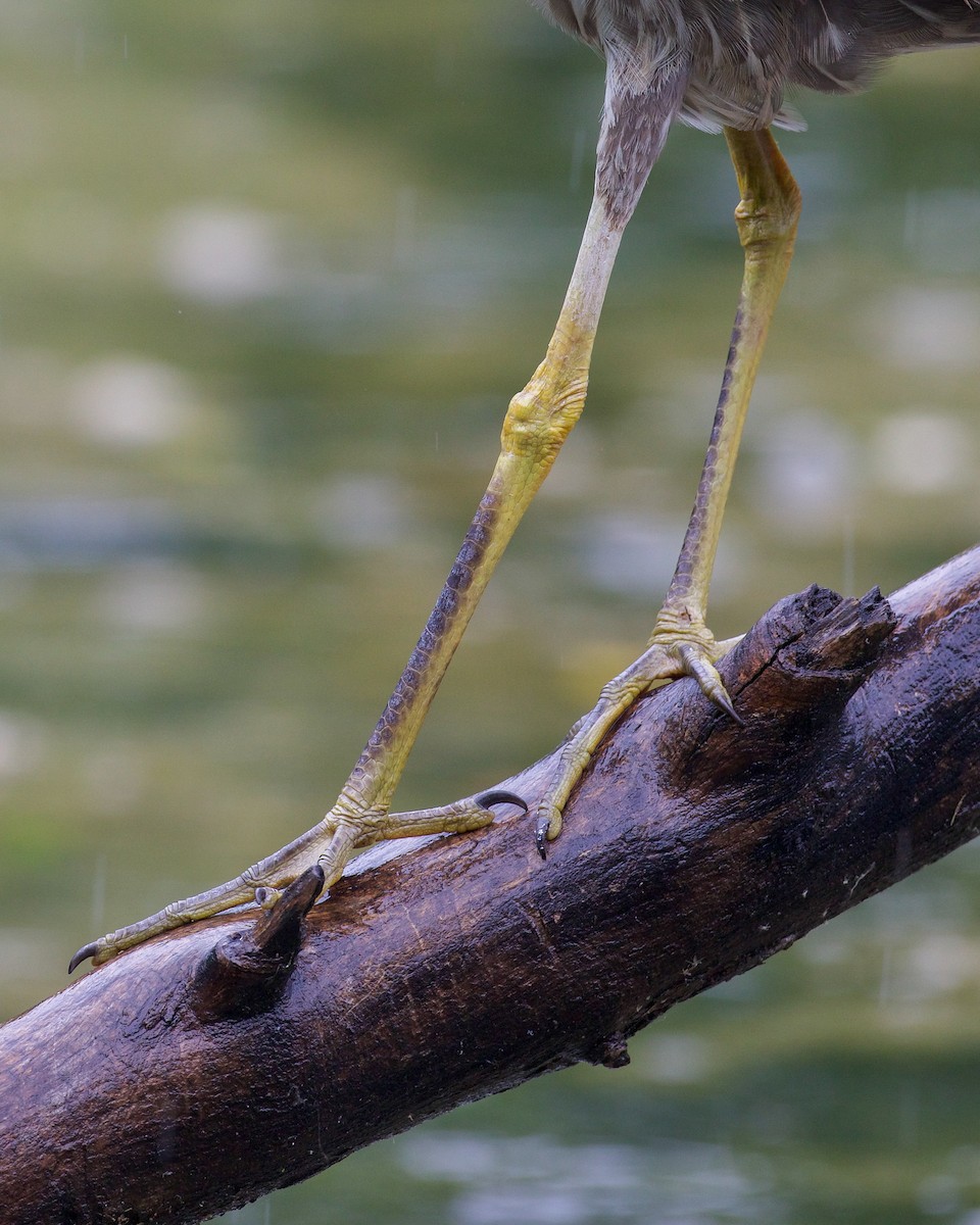 Yellow-crowned Night Heron - ML638047010