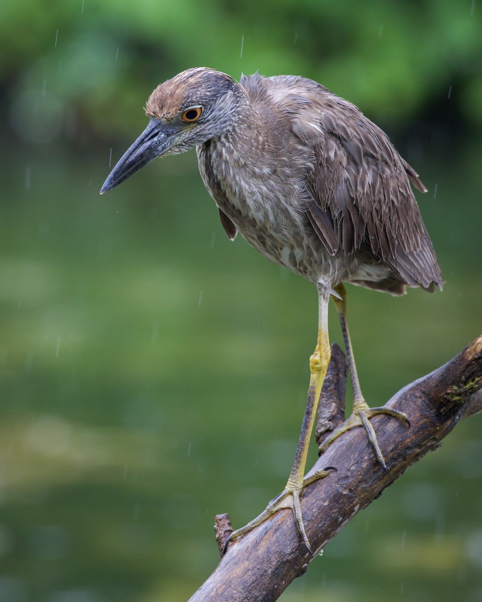 Yellow-crowned Night Heron - ML638047012