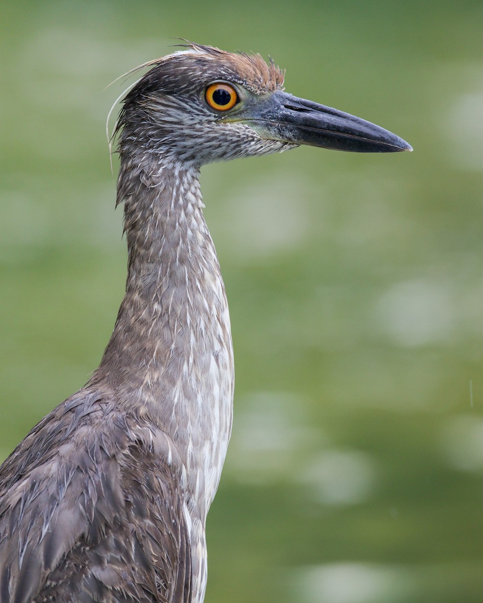 Yellow-crowned Night Heron - ML638047013