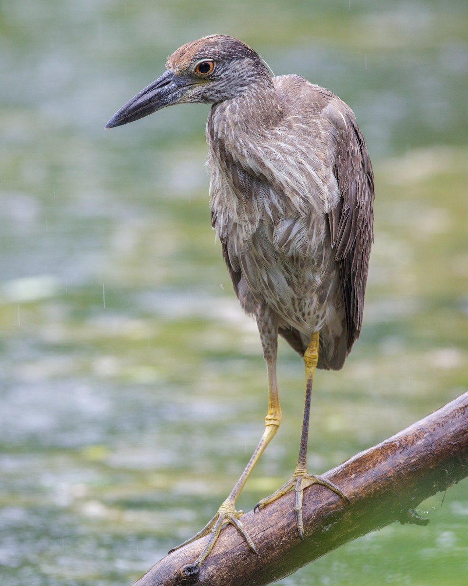 Yellow-crowned Night Heron - ML638047014