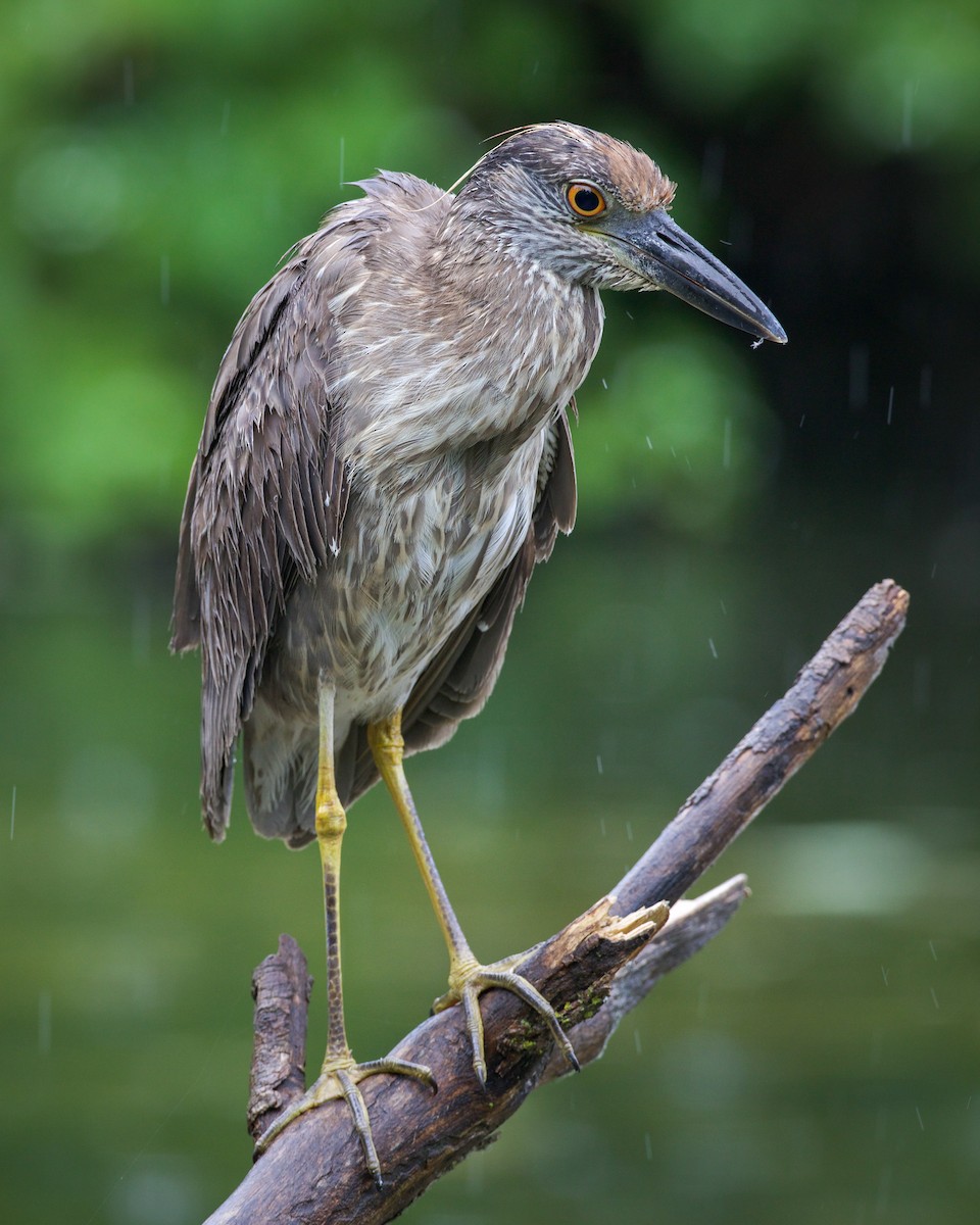 Yellow-crowned Night Heron - ML638047015