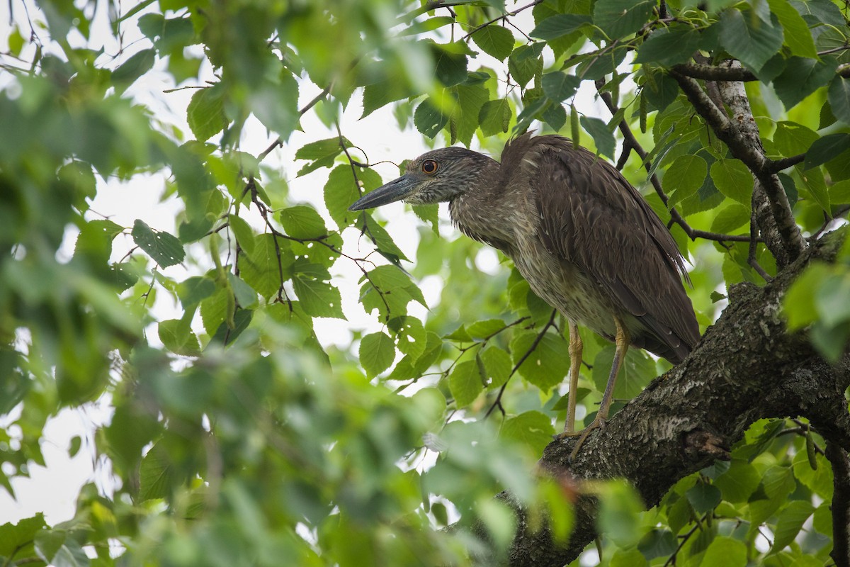 Yellow-crowned Night Heron - ML638047016