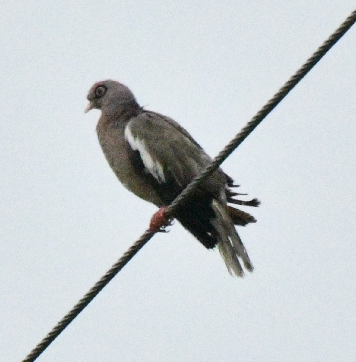 Bare-eyed Pigeon - ML638047017