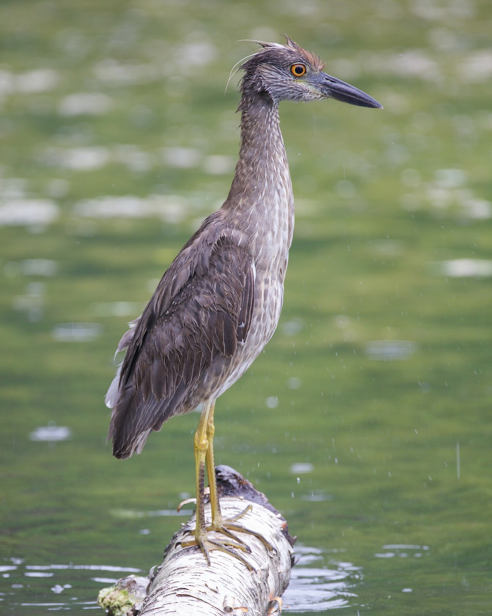 Yellow-crowned Night Heron - ML638047018
