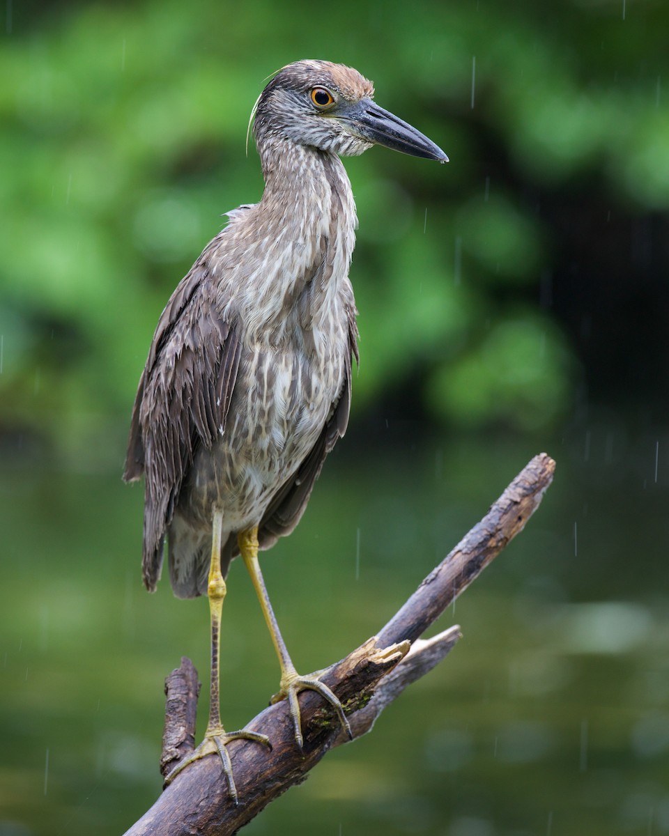 Yellow-crowned Night Heron - ML638047019