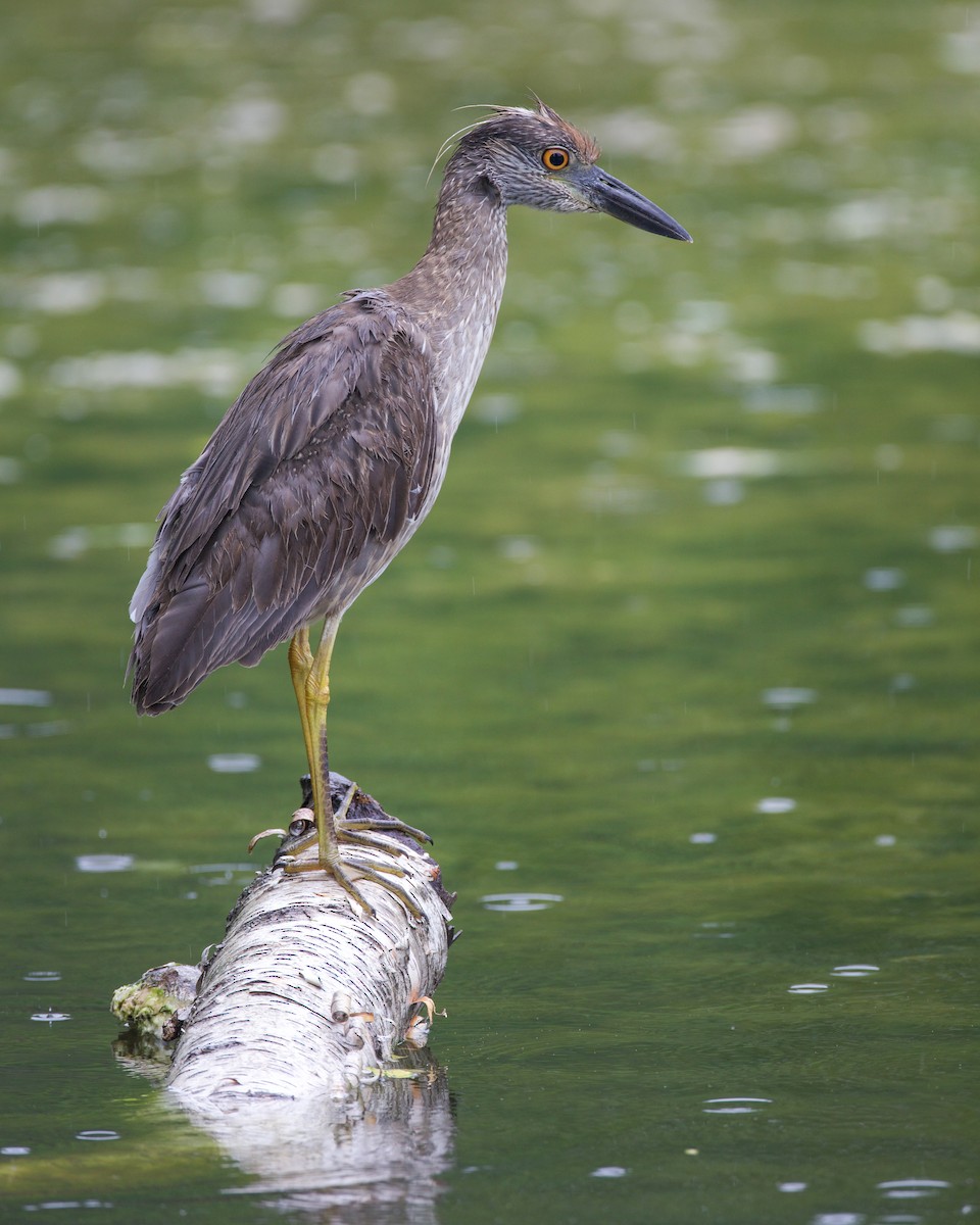 Yellow-crowned Night Heron - ML638047020