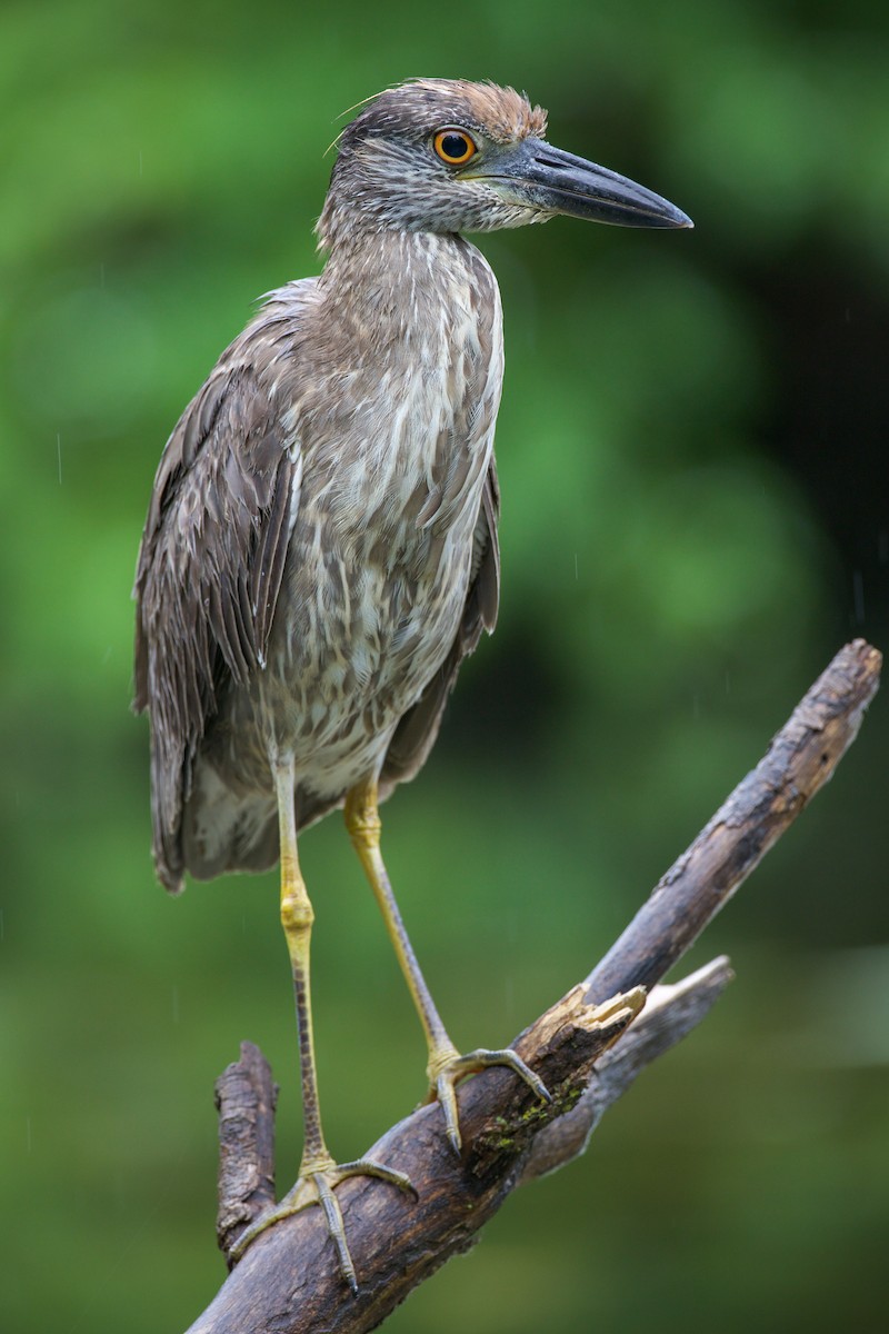 Yellow-crowned Night Heron - ML638047021