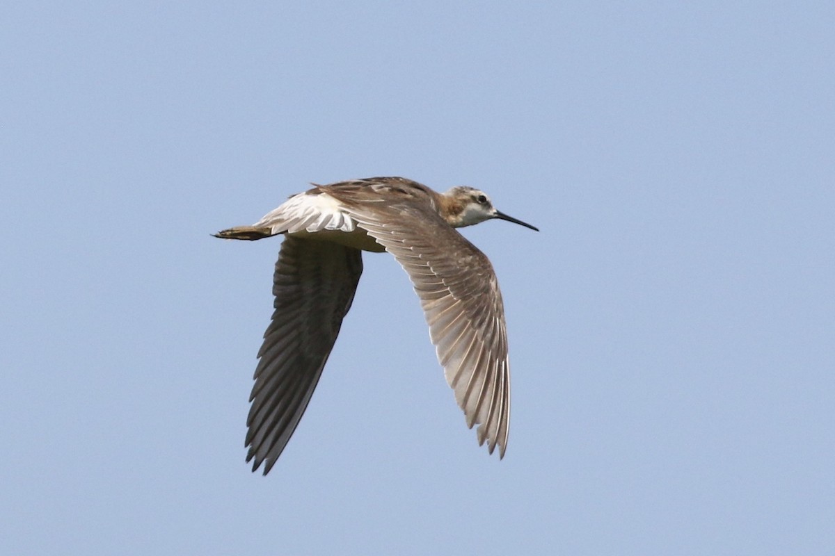 Wilson's Phalarope - Russ Morgan