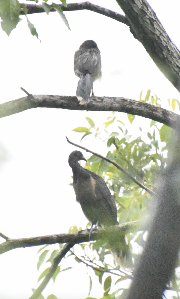 Rufous-vented Chachalaca - ML638047168