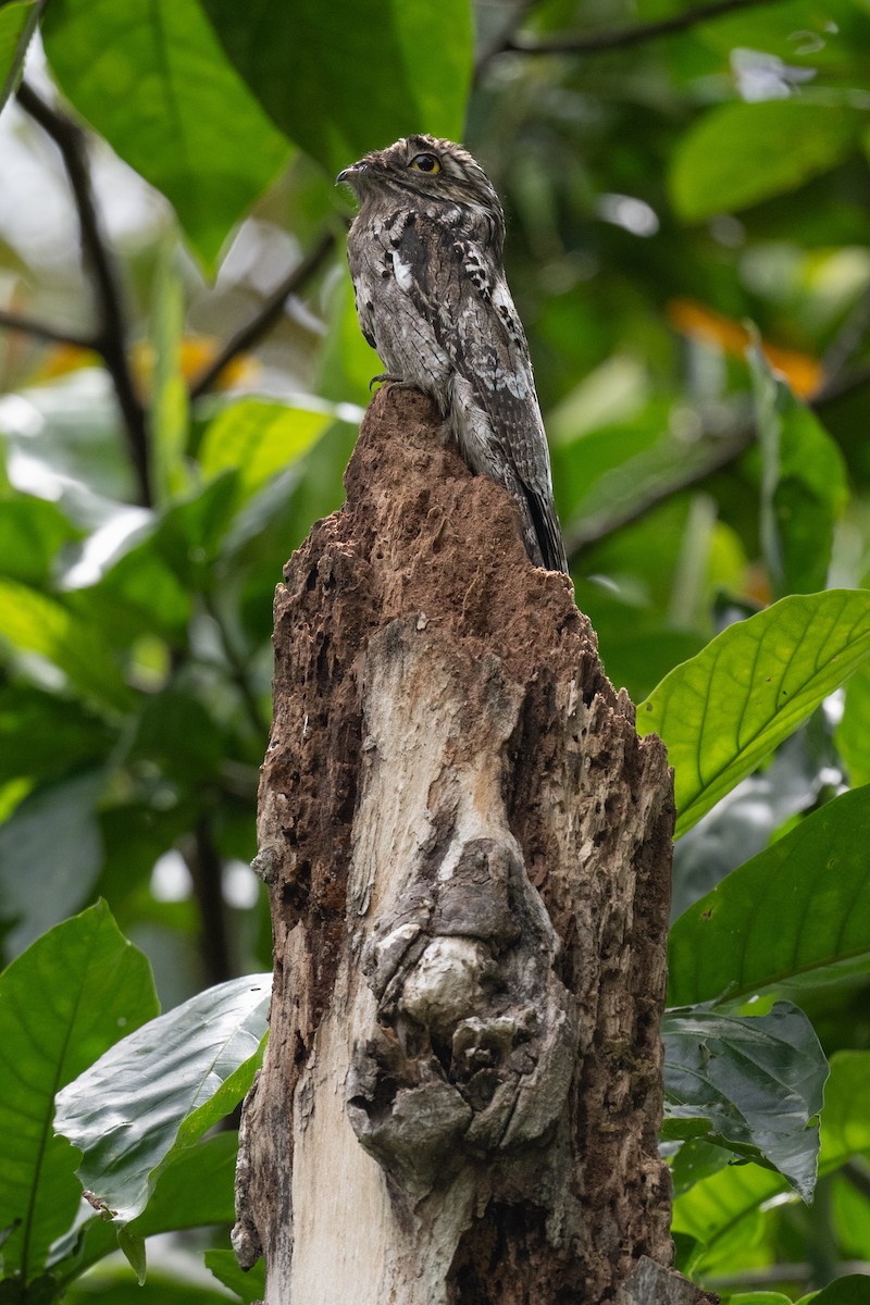 Common Potoo - ML638047230