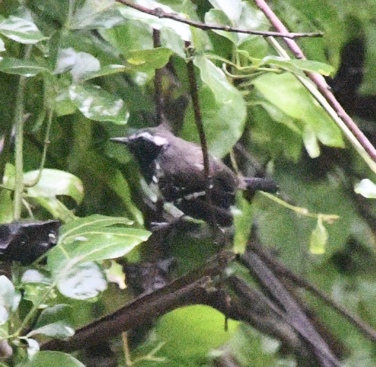 Northern White-fringed Antwren - ML638047243