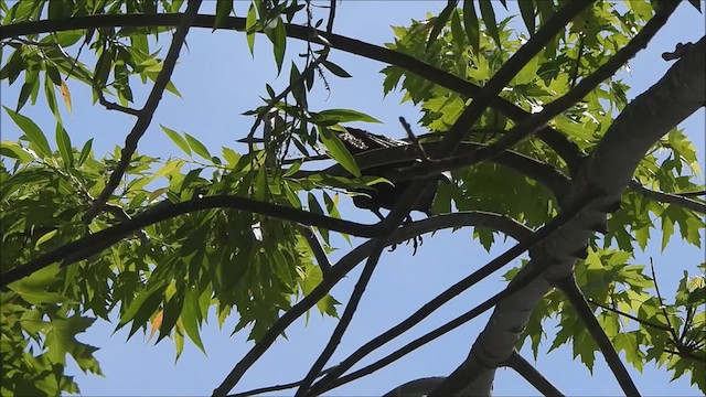 Fish Crow - ML638047274