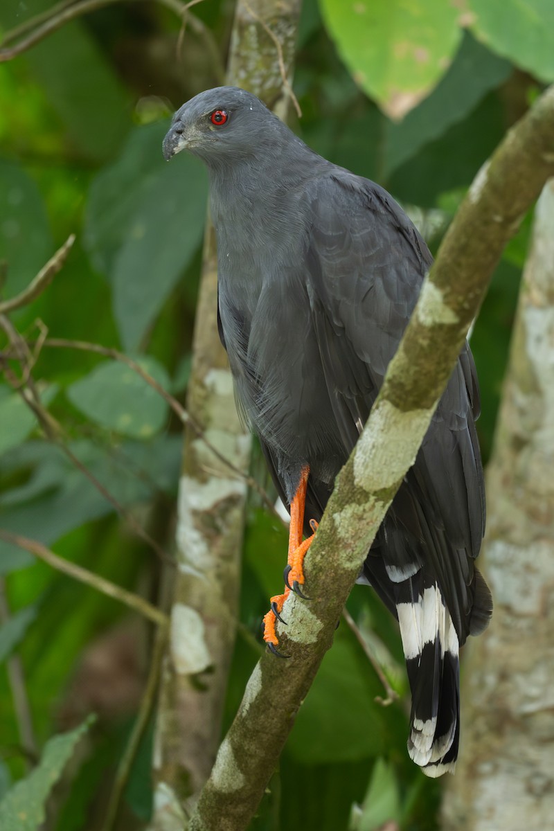Crane Hawk - ML638047292