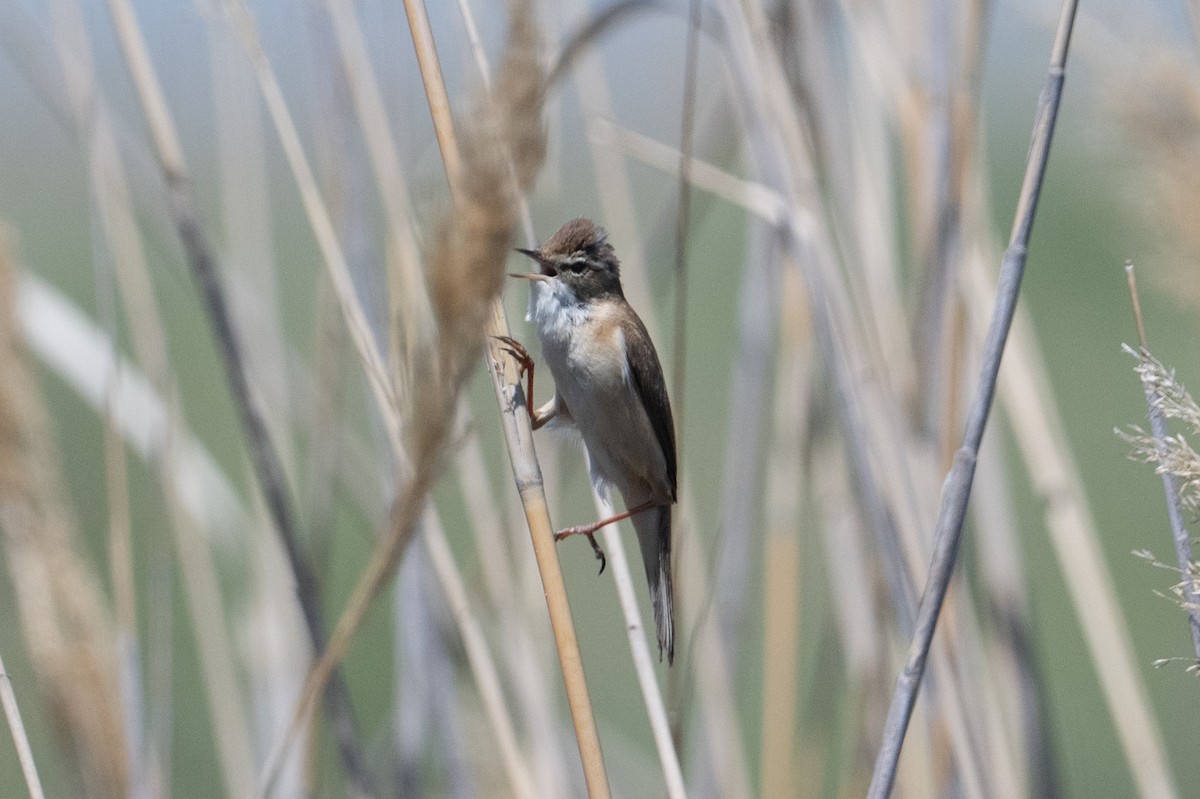 Paddyfield Warbler - ML638047309