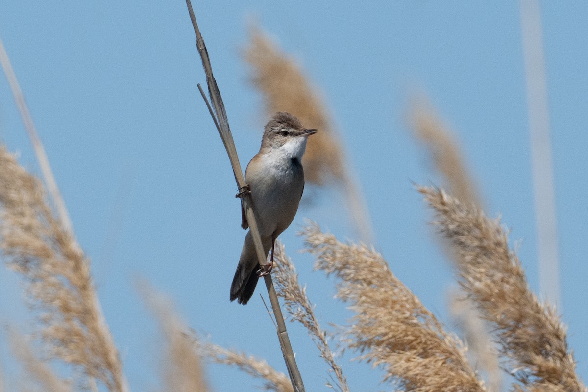 Paddyfield Warbler - ML638047310