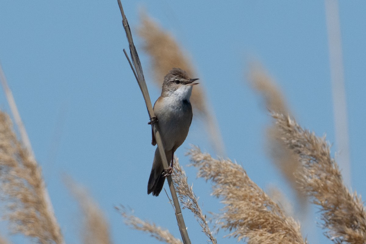 Paddyfield Warbler - ML638047312