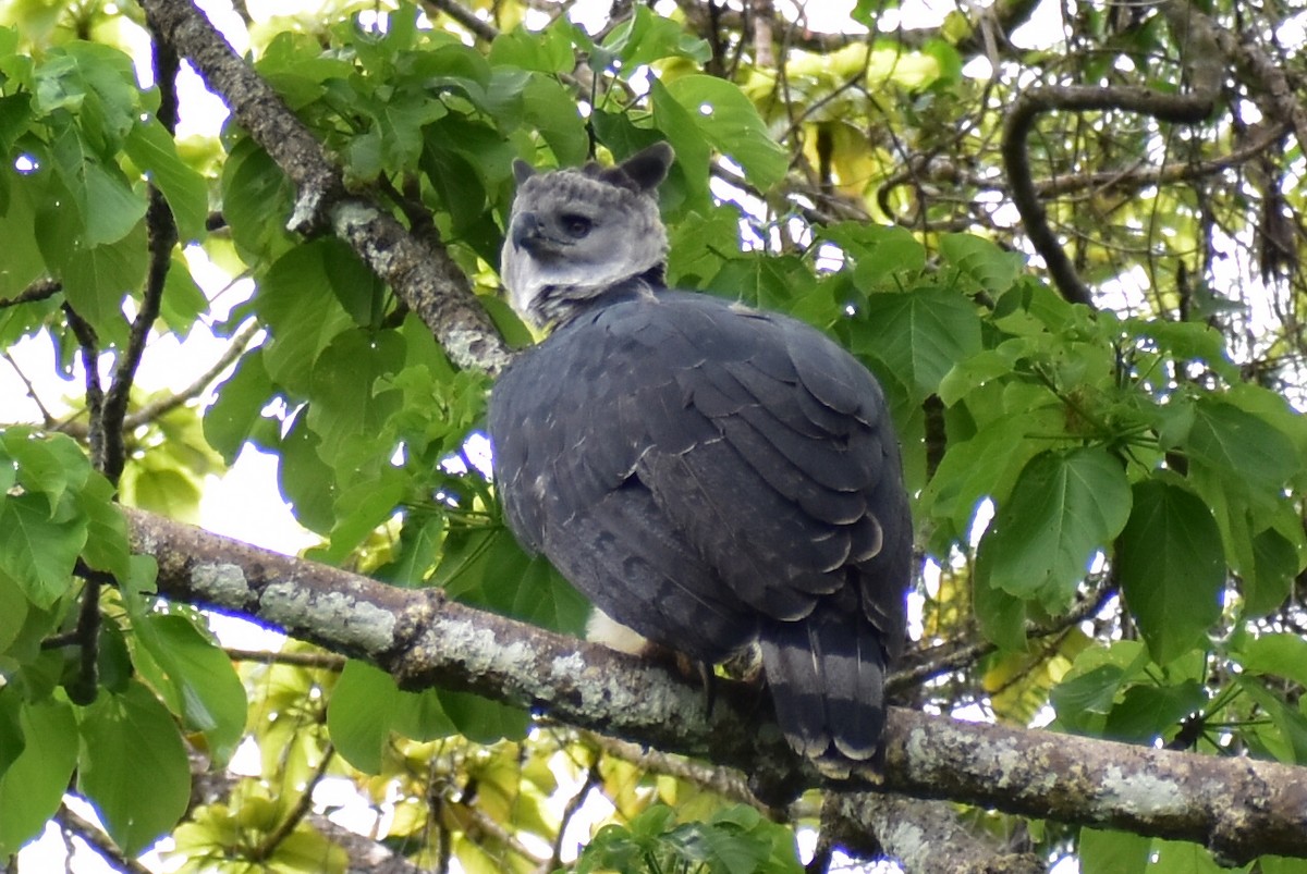 Harpy Eagle - ML638047318