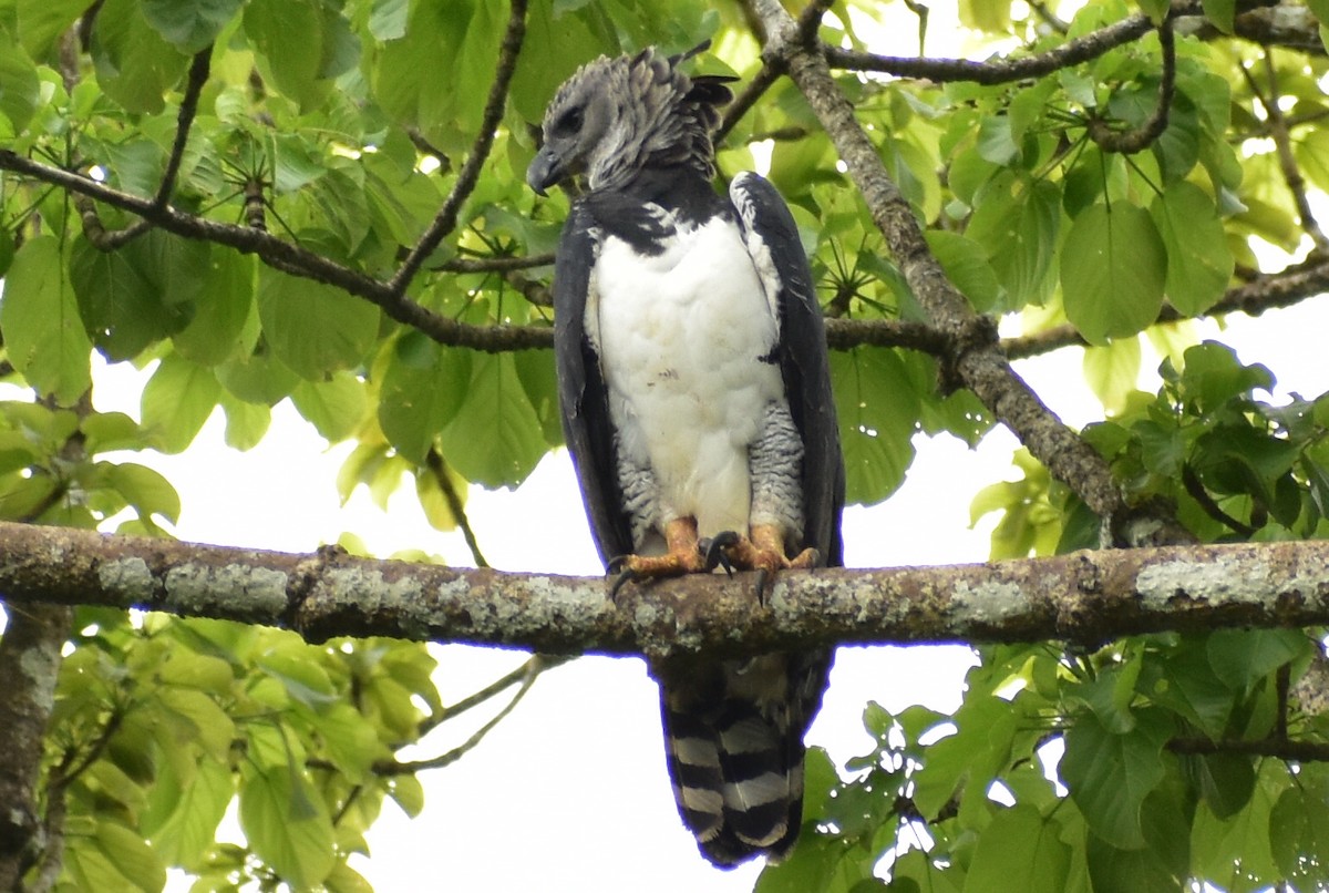 Harpy Eagle - ML638047319